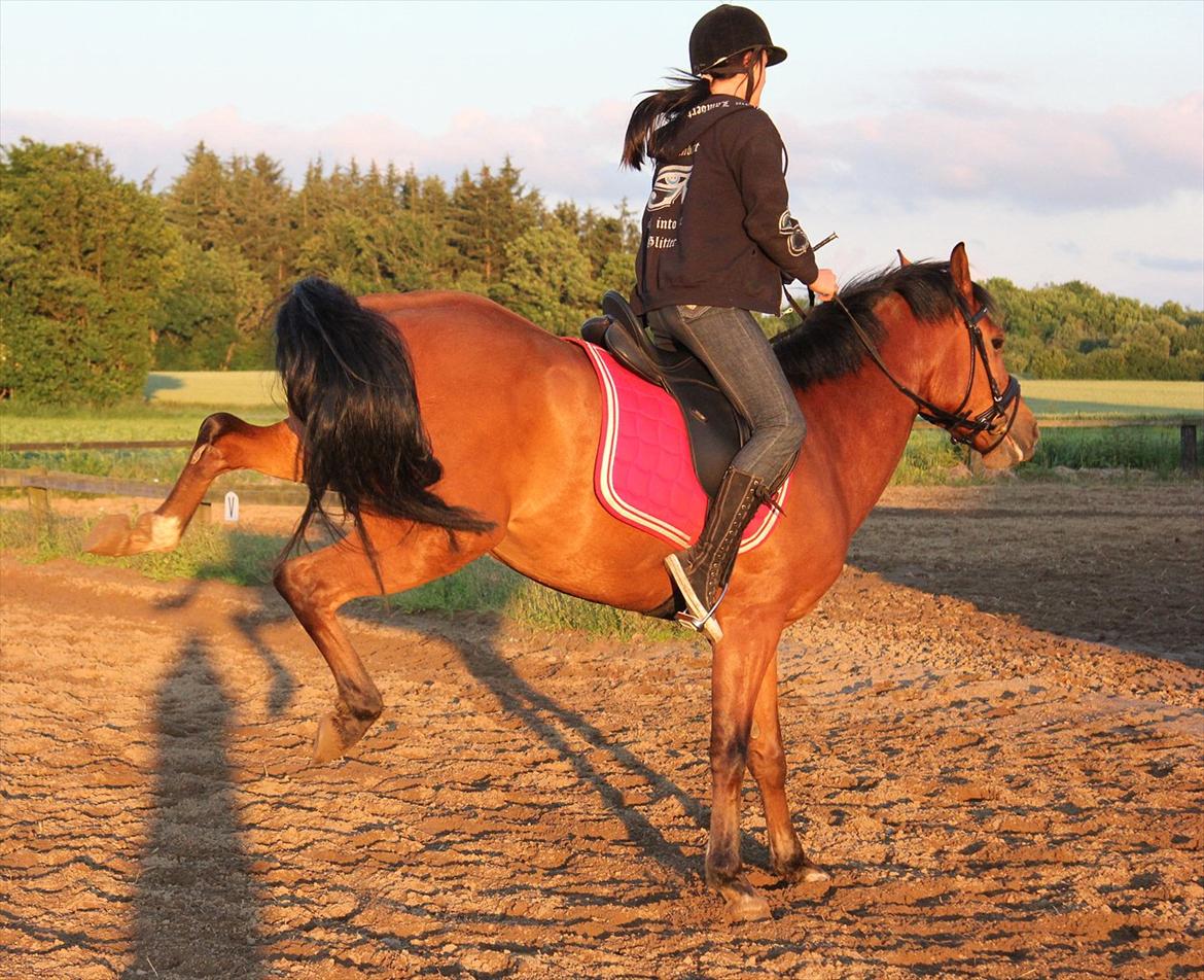 Anden særlig race  Pardo - A Part Of Me! :* - :-)  seeeeje pony!!! billede 10