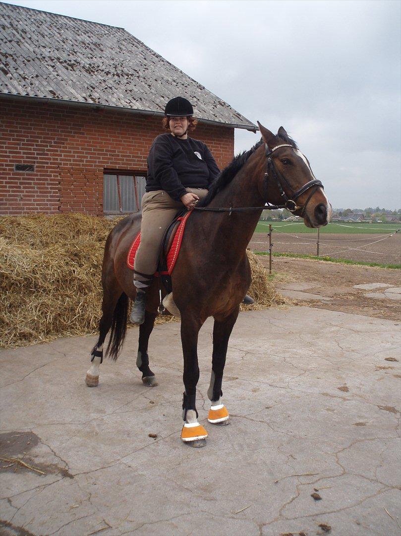 Dansk Varmblod tamara 9402182 R.I.P lever i vores hejerter billede 4