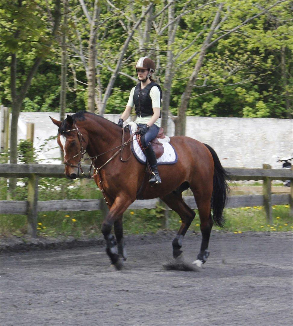 Belgisk varmblod Diablo Van Dabdijhoeve *DRØMME HESTEN* billede 10