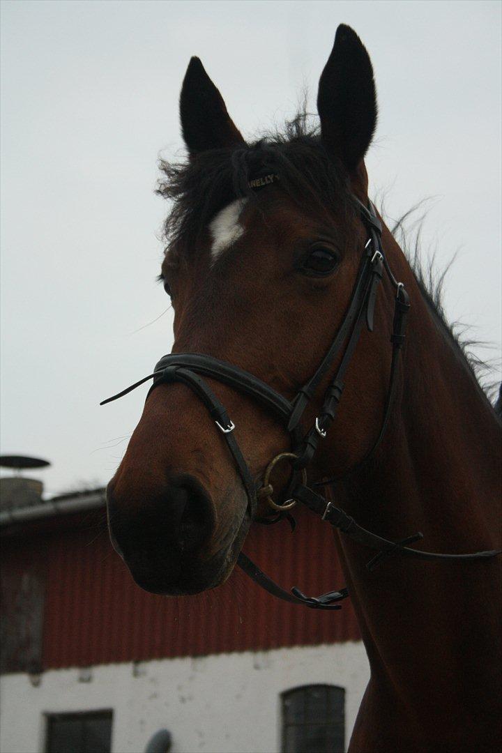 Anden særlig race Chanelly  billede 19