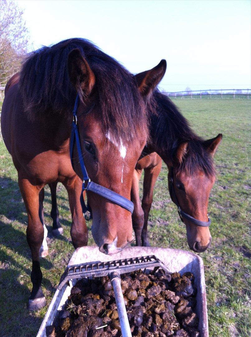 Dansk Varmblod Sweet-Heart B - To nysgerrige unge damer :-) billede 14