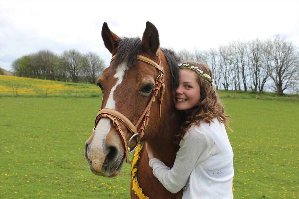 Welsh Cob (sec D) Greta (Passer) - Min pige!! :') <3 <3 
~Foto~ Signe billede 24