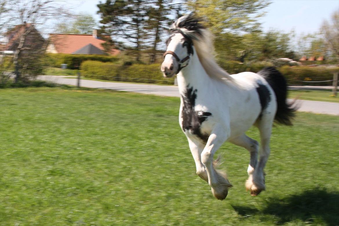 Tinker Hjortholm's Nova - Nova på sommergræs d. 6/5-12 billede 9