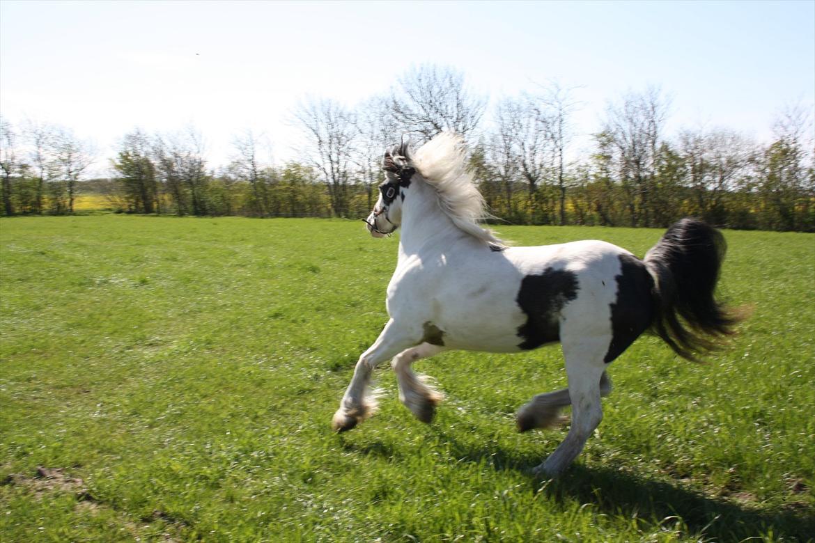 Tinker Hjortholm's Nova - Nova på sommergræs d. 6/5-12 billede 10