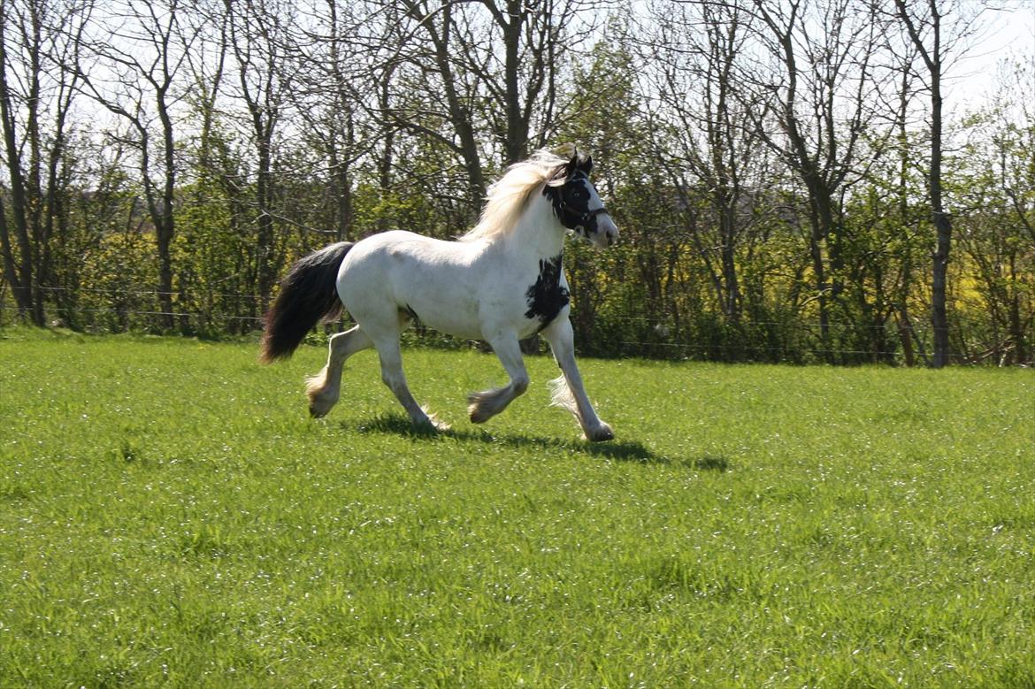 Tinker Hjortholm's Nova - Nova på sommergræs d. 6/5-12 billede 3