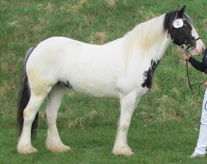 Tinker Hjortholm's Nova - NOVA Kåret d. 15 april 2012 med 205 points og fløj  billede 4