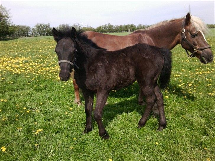 Anden særlig race s Düvel billede 13