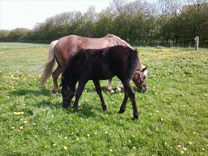 Anden særlig race s Düvel billede 14