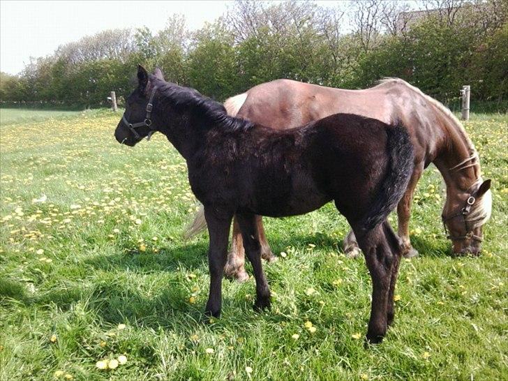 Anden særlig race s Düvel billede 15