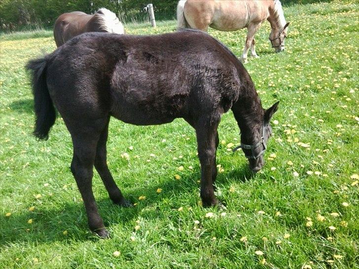 Anden særlig race s Düvel billede 17