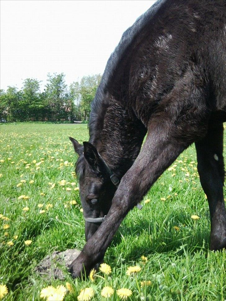 Anden særlig race s Düvel billede 19