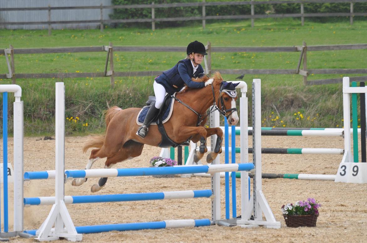 Palomino Tequila <3      *B-pony* - LA1* på HHR D 5-5-2012 <3  billede 18