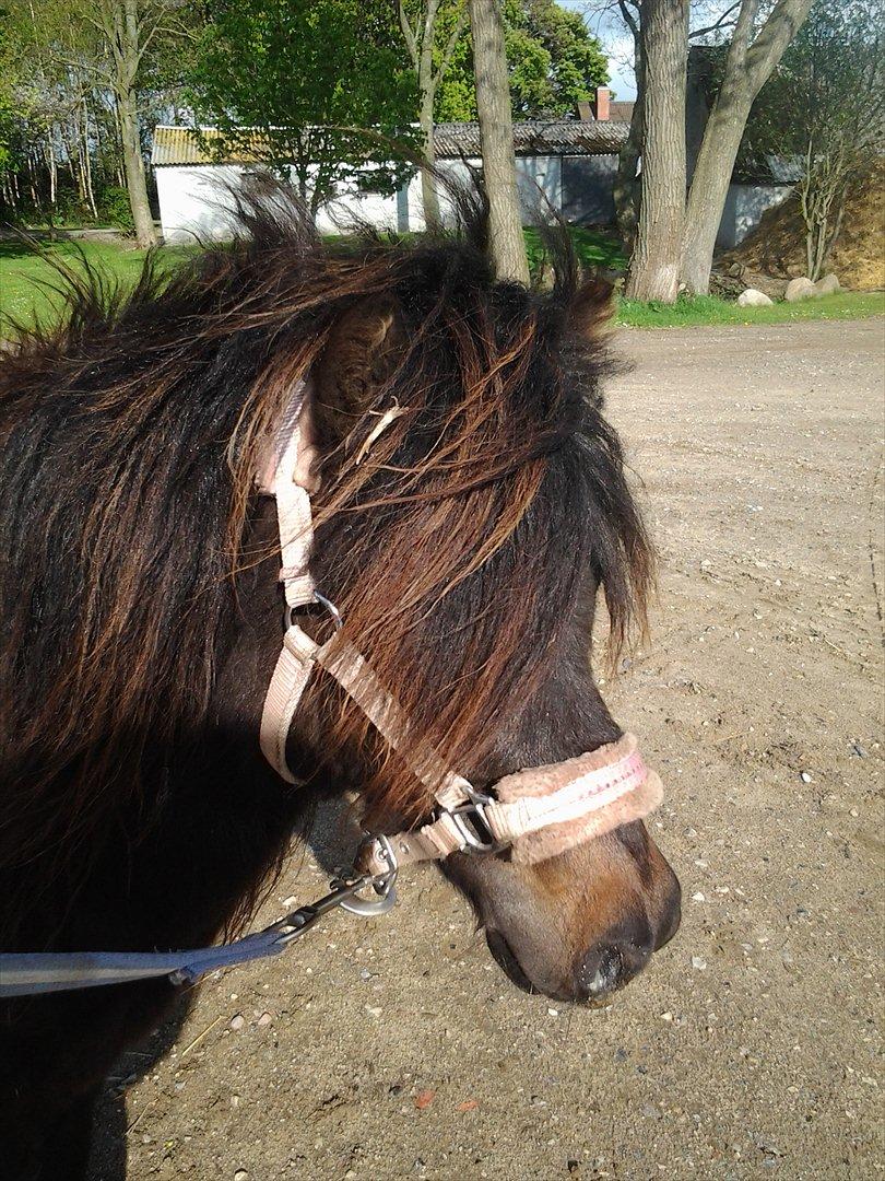 Belgisk Miniature Kogsbølle Pepsi Light billede 2