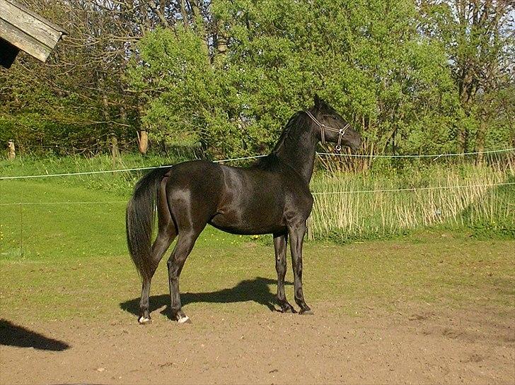 Dansk Varmblod Landianos-ø - 2 år billede 13