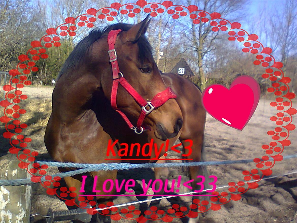 Hollandsk Sportspony Kandy<3 R.I.P.savnes!<3 billede 19