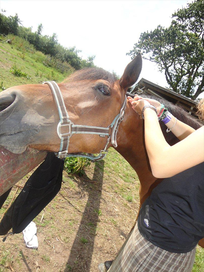 Pinto Kamille billede 1