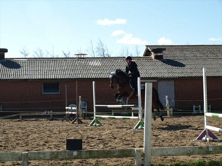 Pinto Kamille billede 2