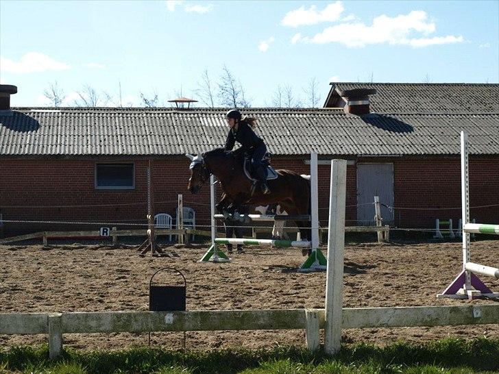 Pinto Kamille billede 3