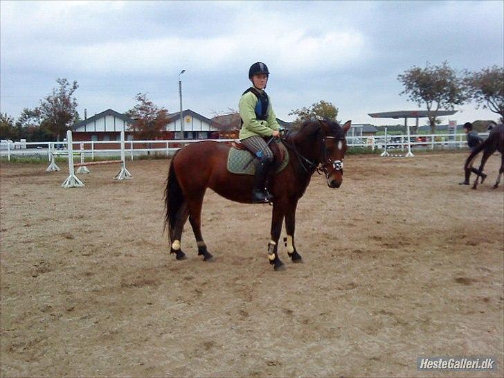 Pinto Kamille billede 5