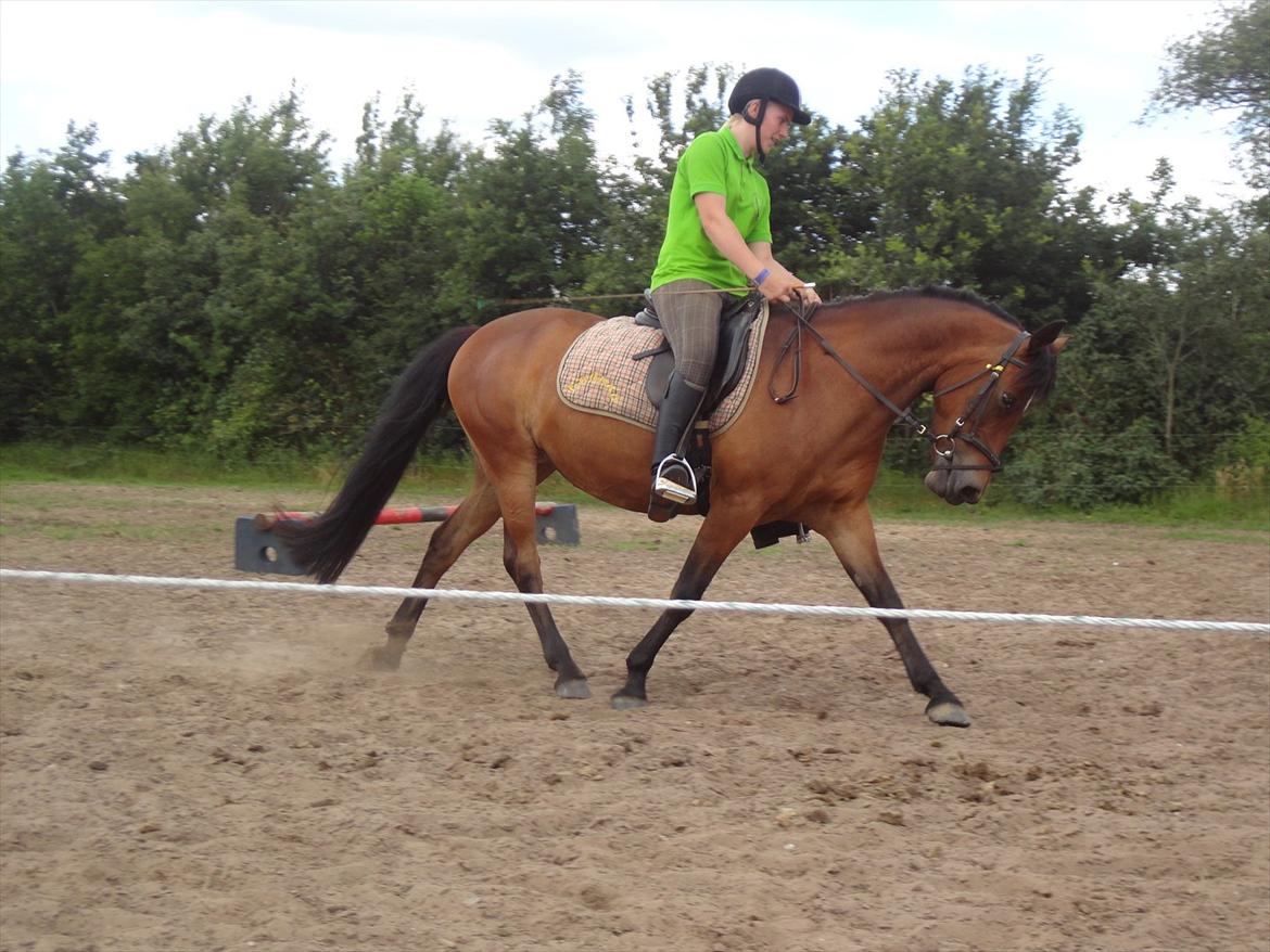 Pinto Kamille billede 6