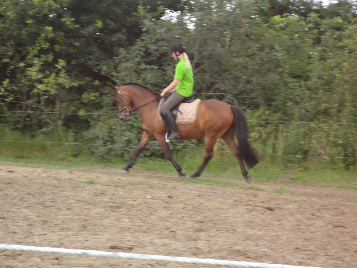 Pinto Kamille billede 7