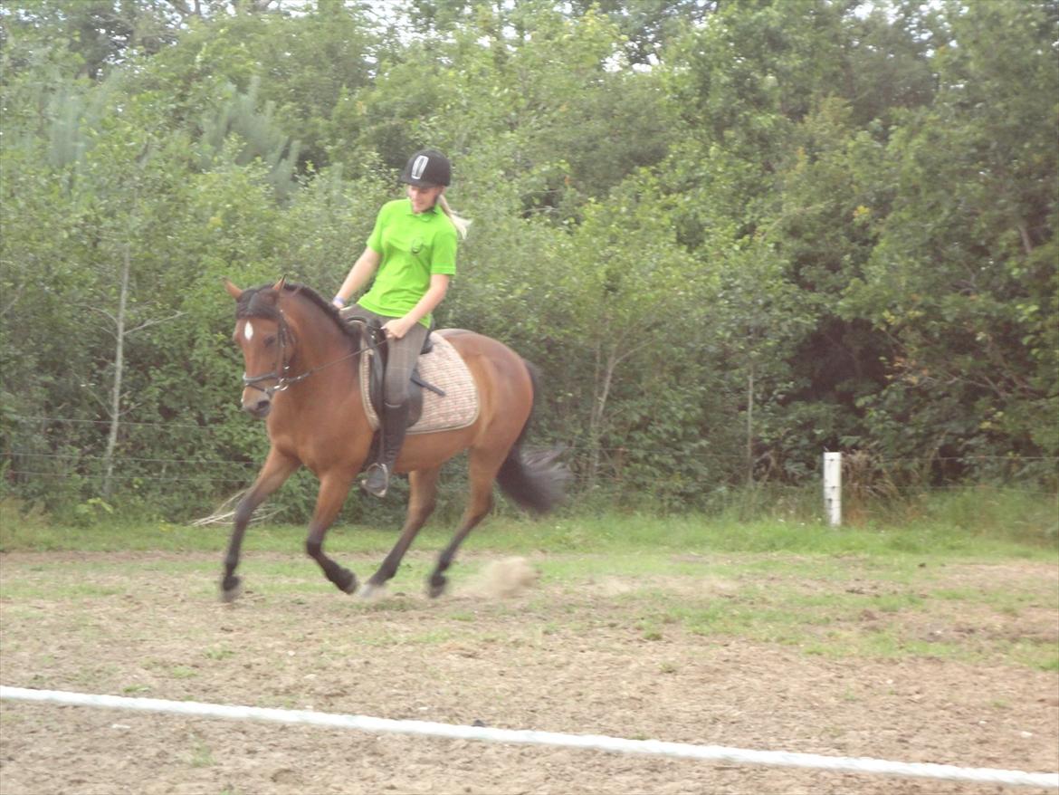 Pinto Kamille billede 8