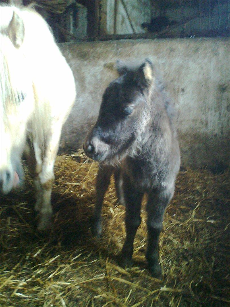 Amerikansk Miniature Little Bob American Dream - Dreamers første hingste føl billede 14