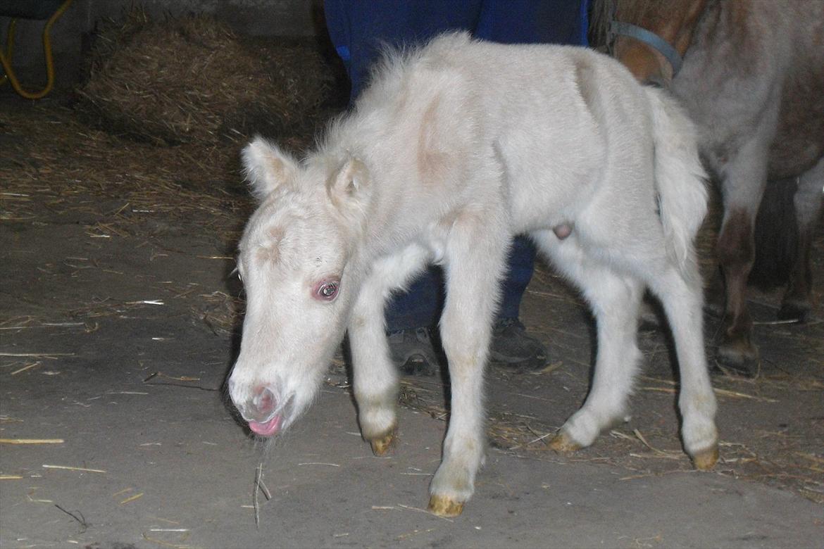 Amerikansk Miniature Little Bob American Dream - Dreamers andet hingsteføl billede 15