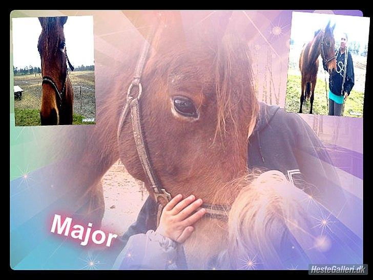 Traver Major (Majestic Eastwind) *Tidl. Hest* - Mange bruger denne : "if god made something more beautiful, he keept it for him self" 
Men jeg bruger denne : "God gave me the most beautiful thing he has ever made" :D billede 1