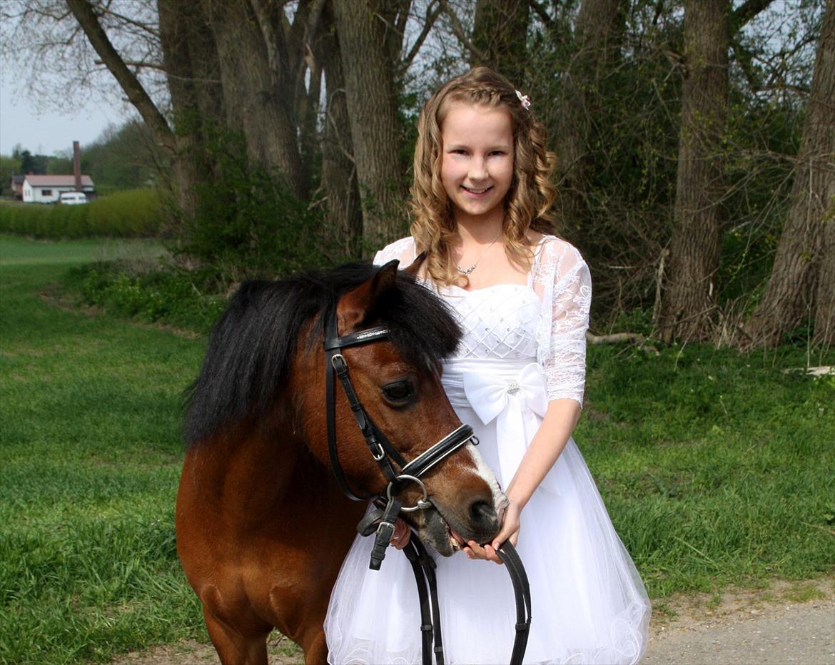 Welsh Mountain (sec A) Jolly Jumper  - 17 ♥ Mig og Jolly på min konfirmation, han var så smuk! I ♥ YOU
[ Foto: Rie ] ♥
 billede 17