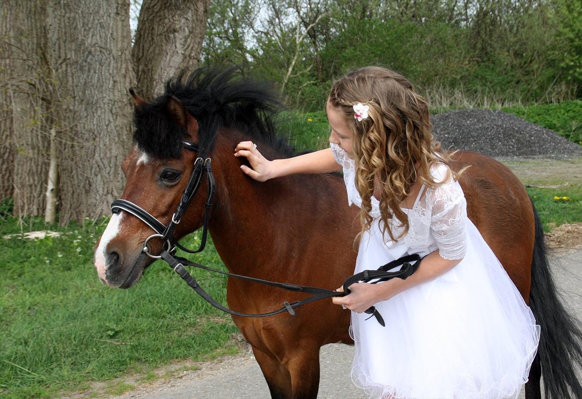 Welsh Mountain (sec A) Jolly Jumper  - 11 ♥ På min konfirmation, hvor jeg dog savner dig!
[ Foto: Rie ] ♥ billede 11