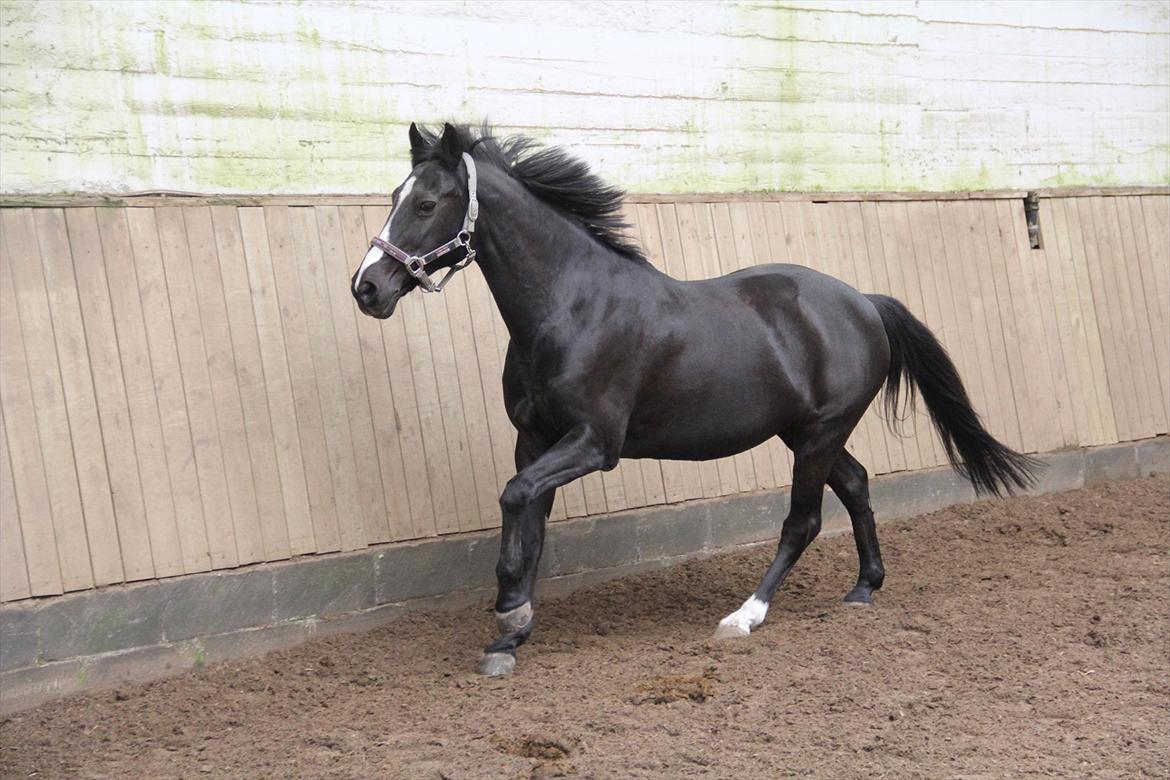 DSP Toftekildes Nelly - Nelly i fri galop :D billede 13