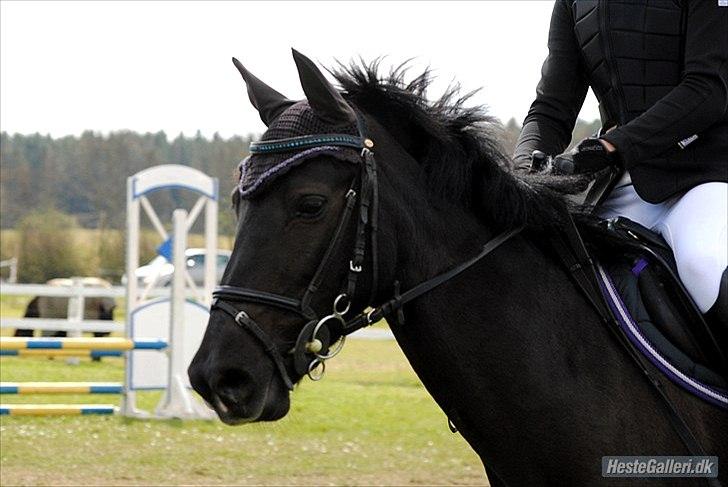 Pinto Daisy - jeg elsker dig Daisy

foto:Rikke Bech Hansen billede 17