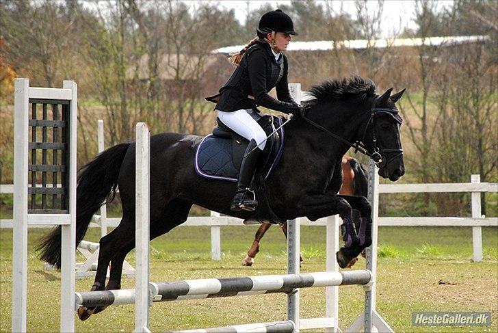 Pinto Daisy - Daisy og jeg Lc på lindegården

foto: Rikke Bech Hansen billede 16