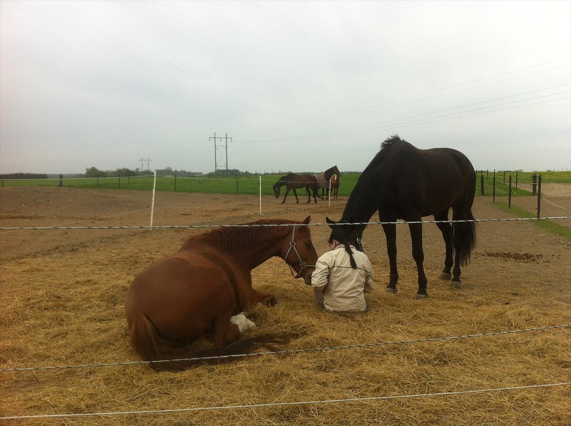 Hannoveraner Wesler - Morgen hygge på folden d. 9.5-2012  Wesler og Shakespeare . billede 19