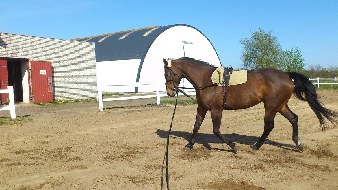 Anden særlig race Mulle - Mulle min flotte hest!!!
 billede 6