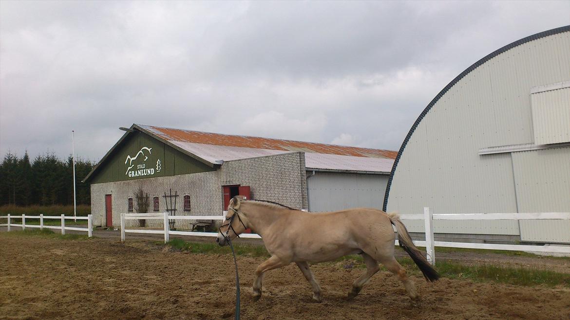 Fjordhest Kastanjegårdens Sonny billede 13