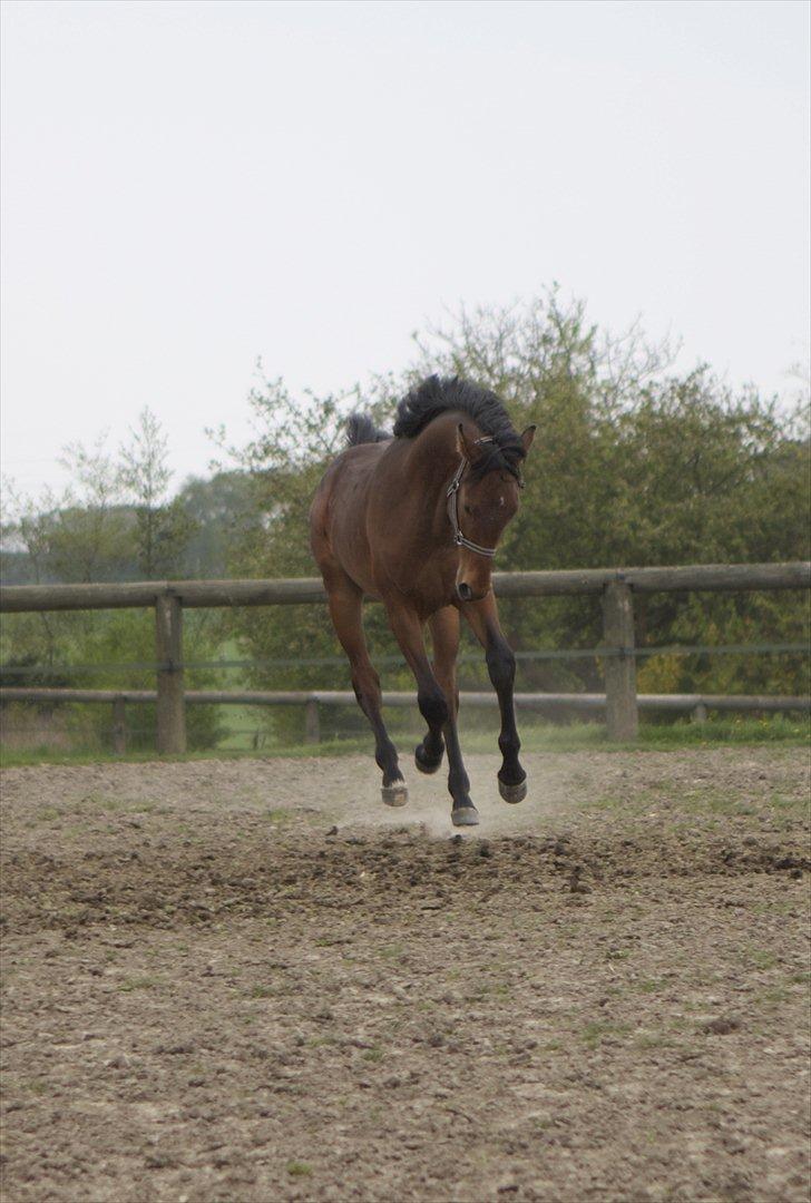 Dansk Varmblod Ringsgaards geni - Fuld fart på folden Maj 2012 billede 17