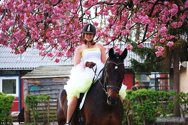 Anden særlig race Ryttergårdens Fighter - Fighter, som blev redet hen til kirken, af Minna. Awesome dag, og FANTASTISK overraskelse med Fighter <3
Foto: Helena Sato billede 9