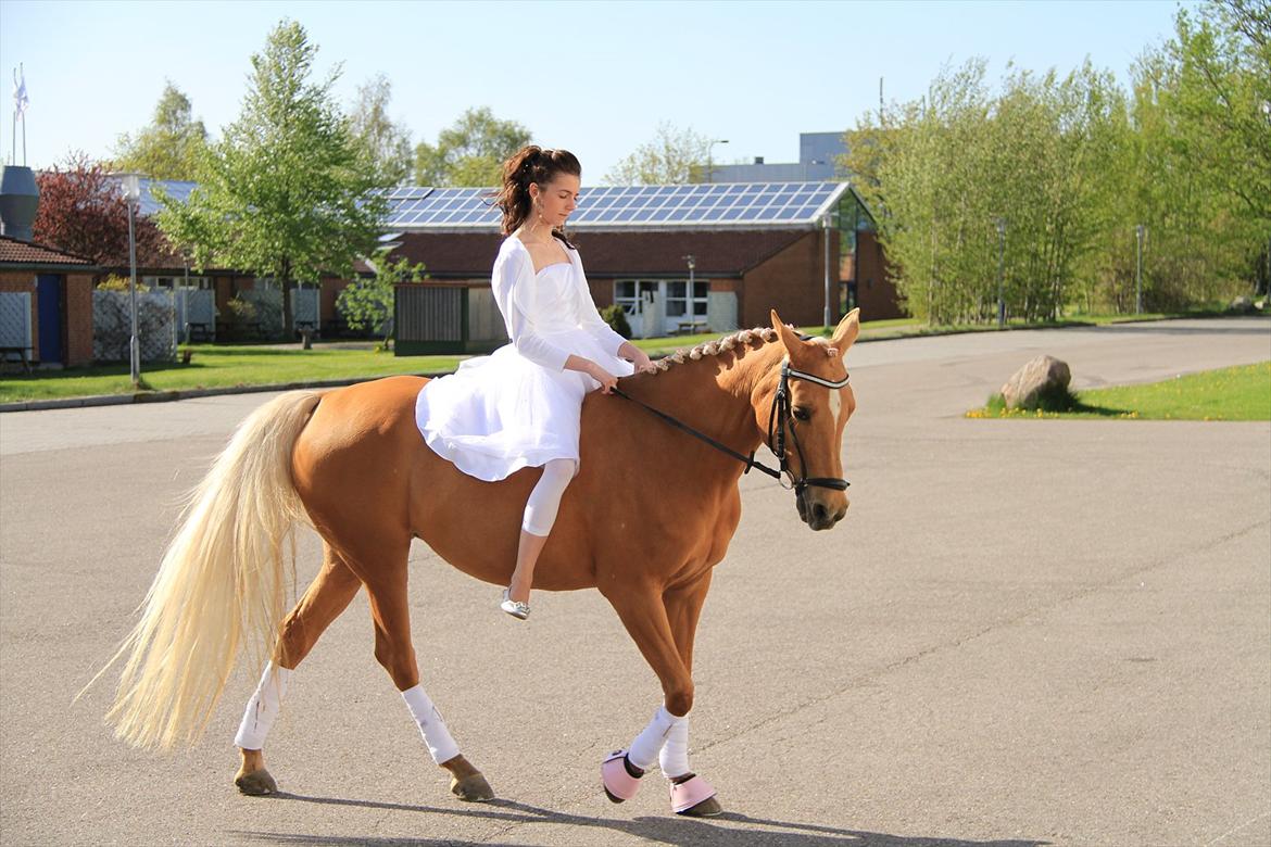 Hollandsk Sportspony Paula - Til min konfirmation 2012 billede 7