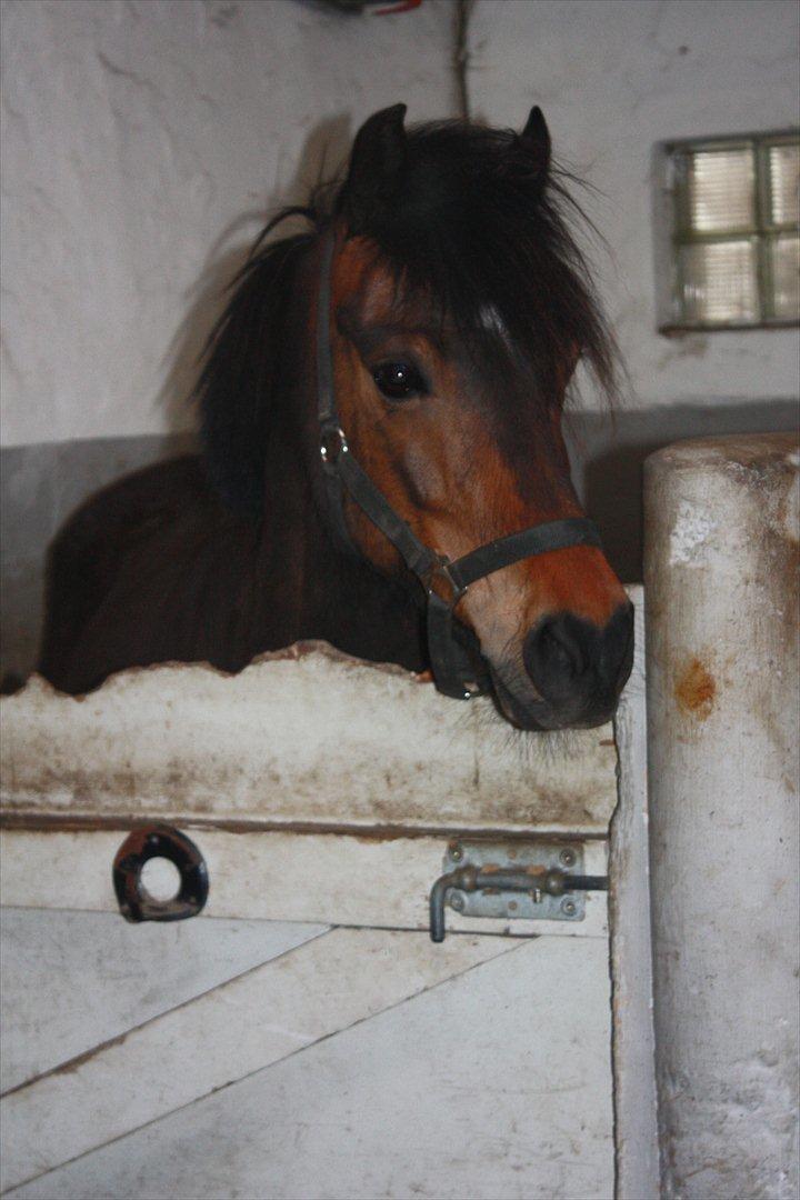 Anden særlig race Ponyo chusteau <3<3 billede 8