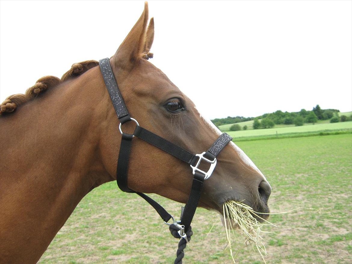 Arabisk fuldblod (OX) Keiko billede 9