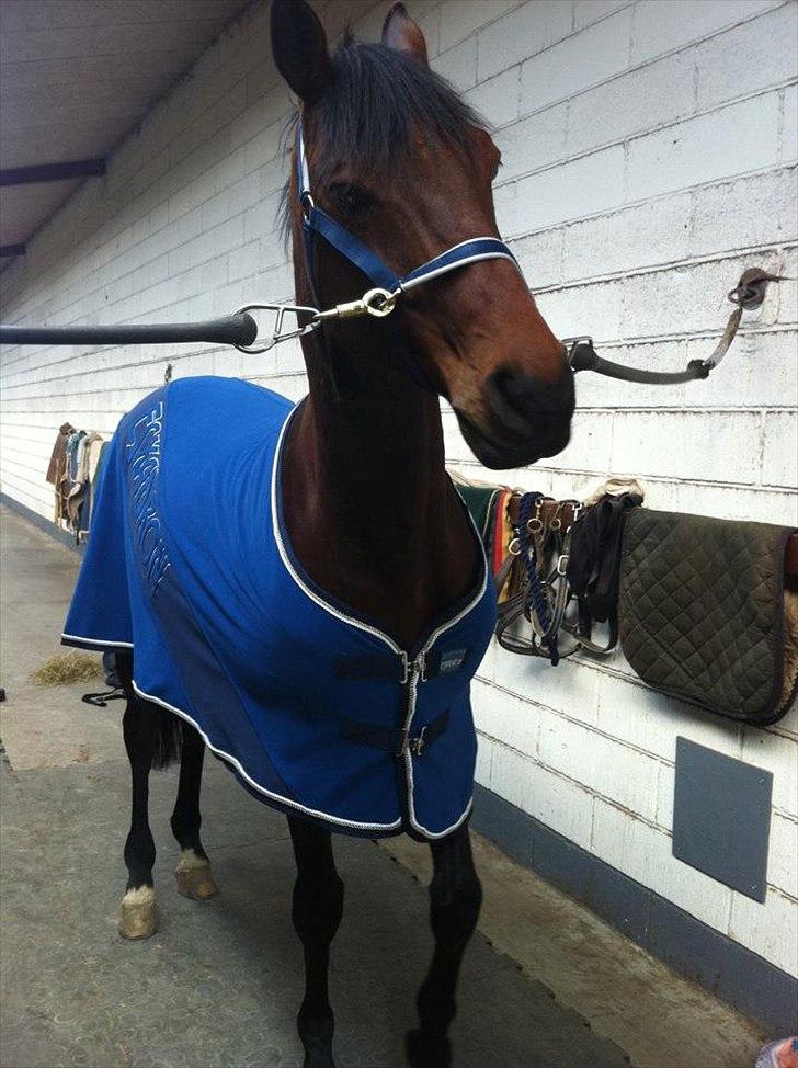 Trakehner Mi Manchi - Hvad har du gang i ?! billede 12