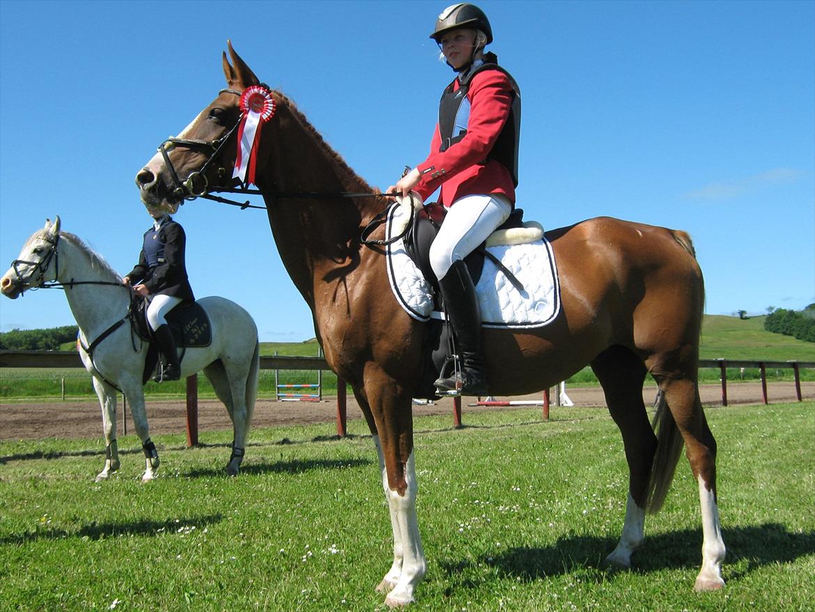 Arabisk fuldblod (OX) Keiko billede 11