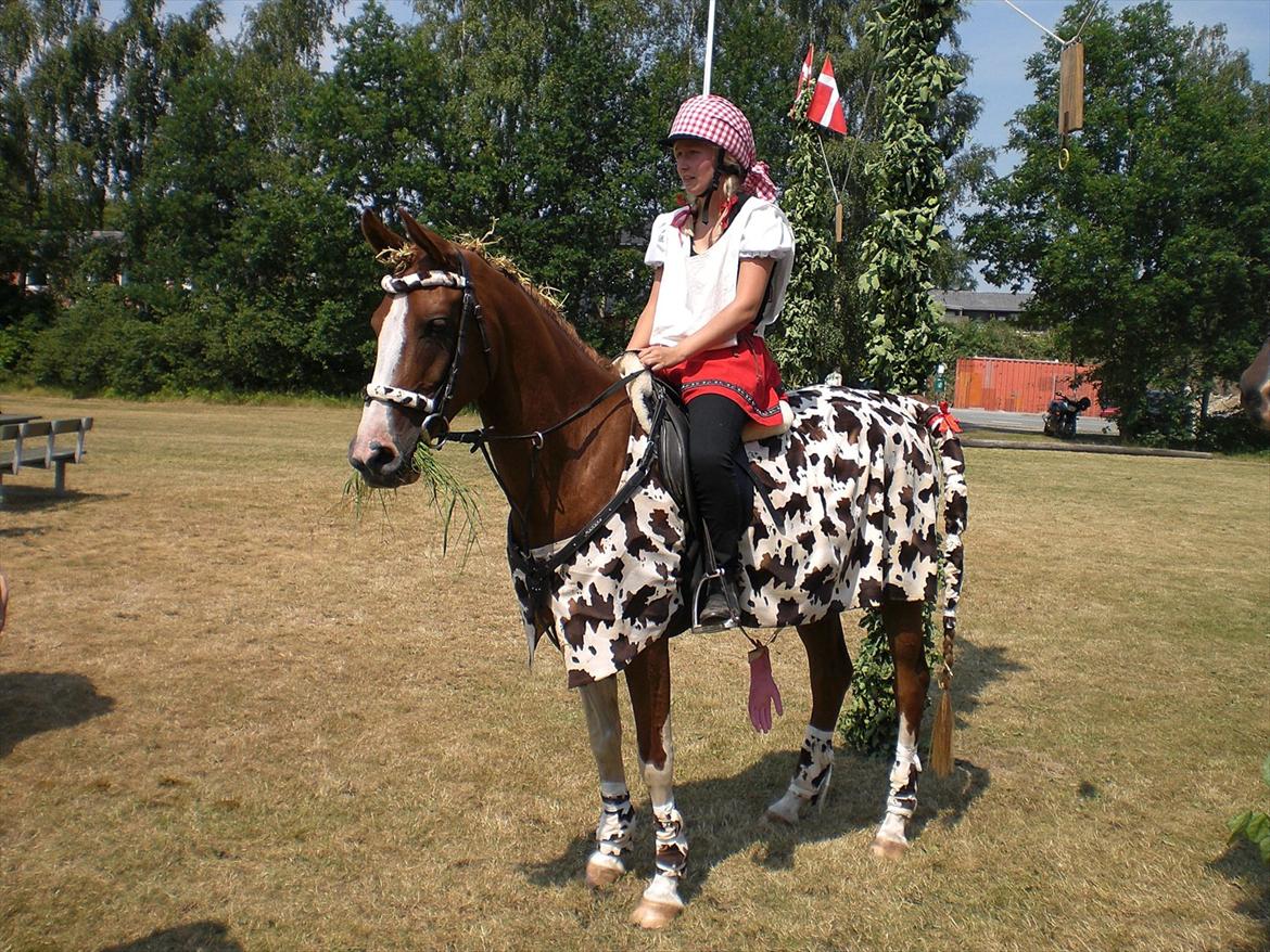 Arabisk fuldblod (OX) Keiko billede 14