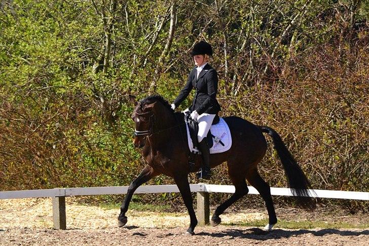 Dansk Varmblod Renette - DRF cup i Hjørring

Taget af Christina Bæk :) billede 2