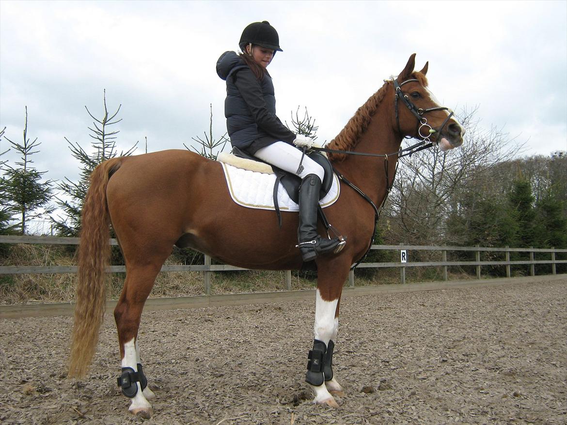 Arabisk fuldblod (OX) Keiko billede 15