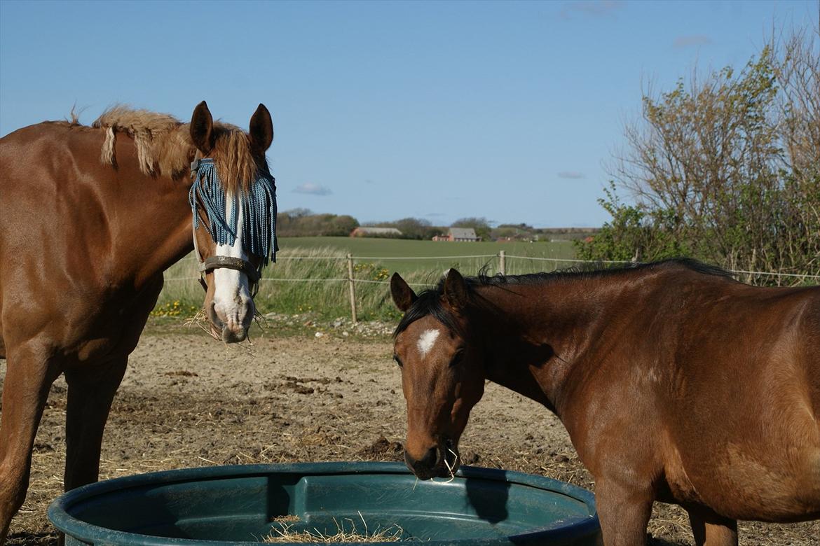 DSP Bohøjgårds Noki<3 billede 4