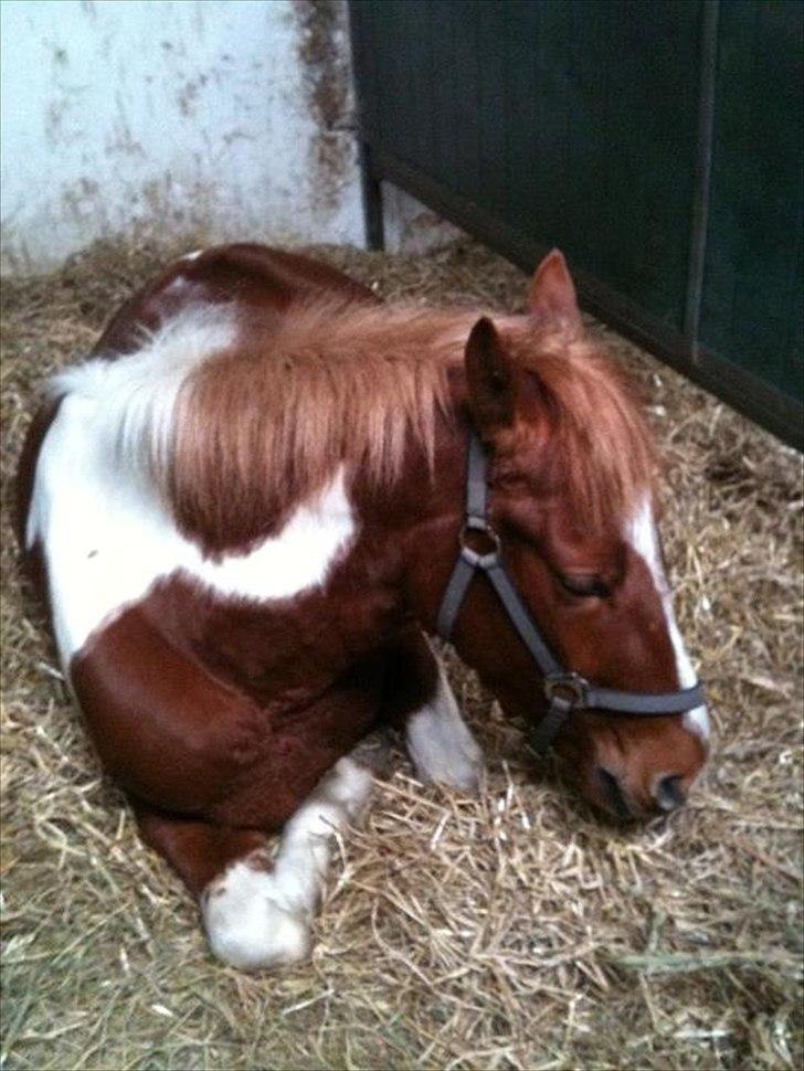 Anden særlig race Yasmin - <3 billede 16