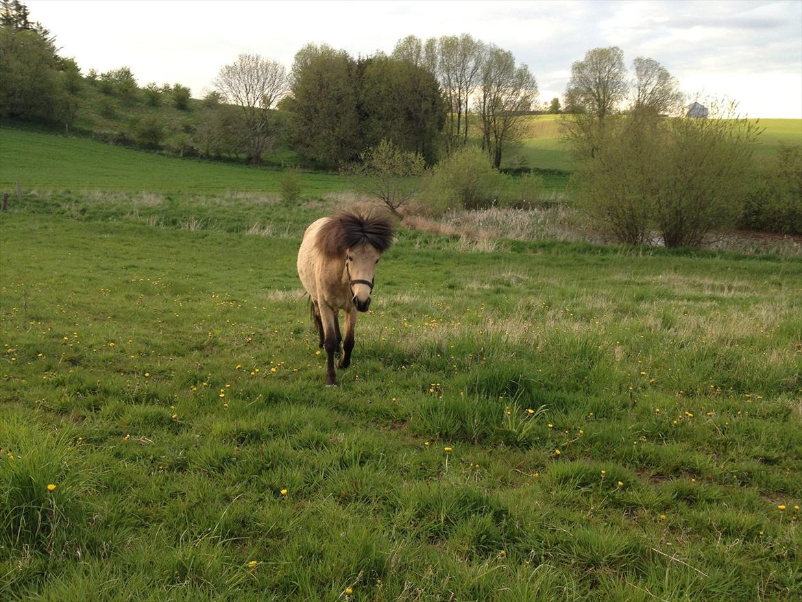 Islænder Disa fra Bøgvad billede 13
